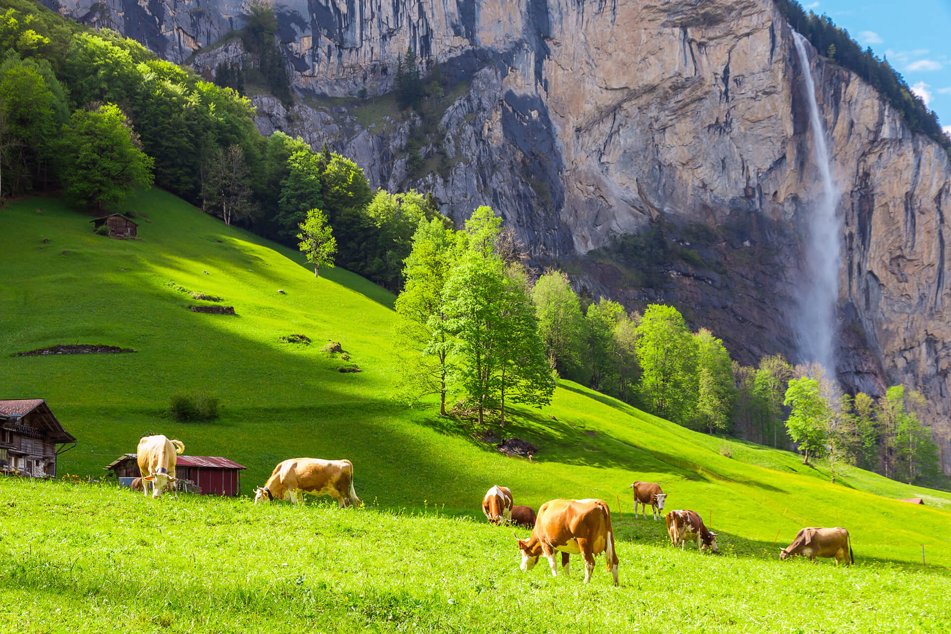 Summer Landscape with Cow Grazing Lauterbrunnen Switzerland